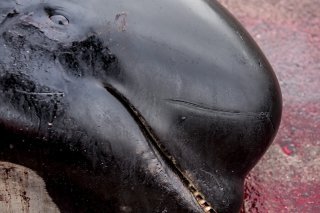 Les Féringiens qui défendent la pratique reprochent aux médias et ONG étrangers de ne pas respecter leur culture d'îliens, où la pêche et les traditions occupent une place centrale. Ils tuent autour de 800 globicéphales par an.